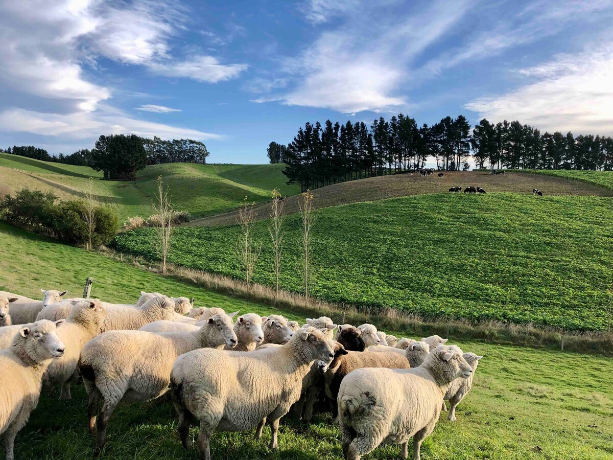 GumTree Farmstay民宿，带农场之旅和早餐。