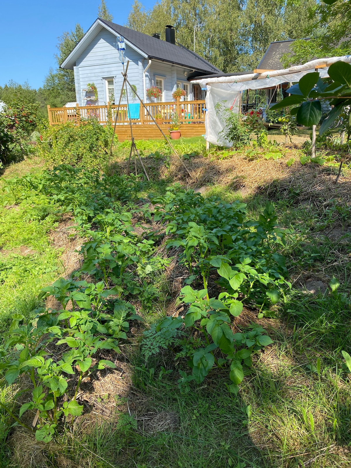 舒适、现代化的小屋和带树木的室内桑拿房