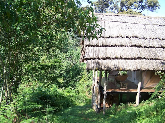 Bwindi National Park的民宿