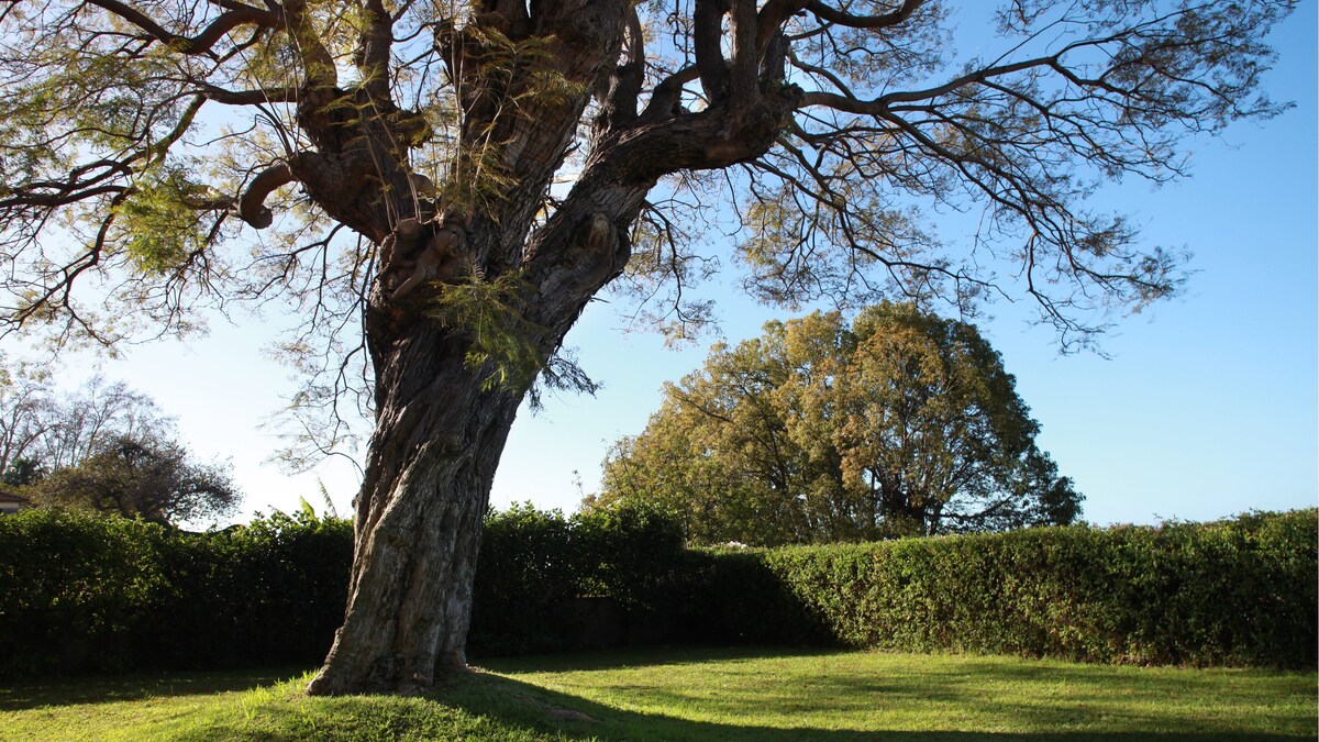 Quinta das Malvas - Lavender