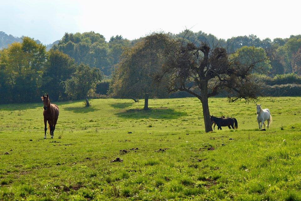 Chambre & chevaux