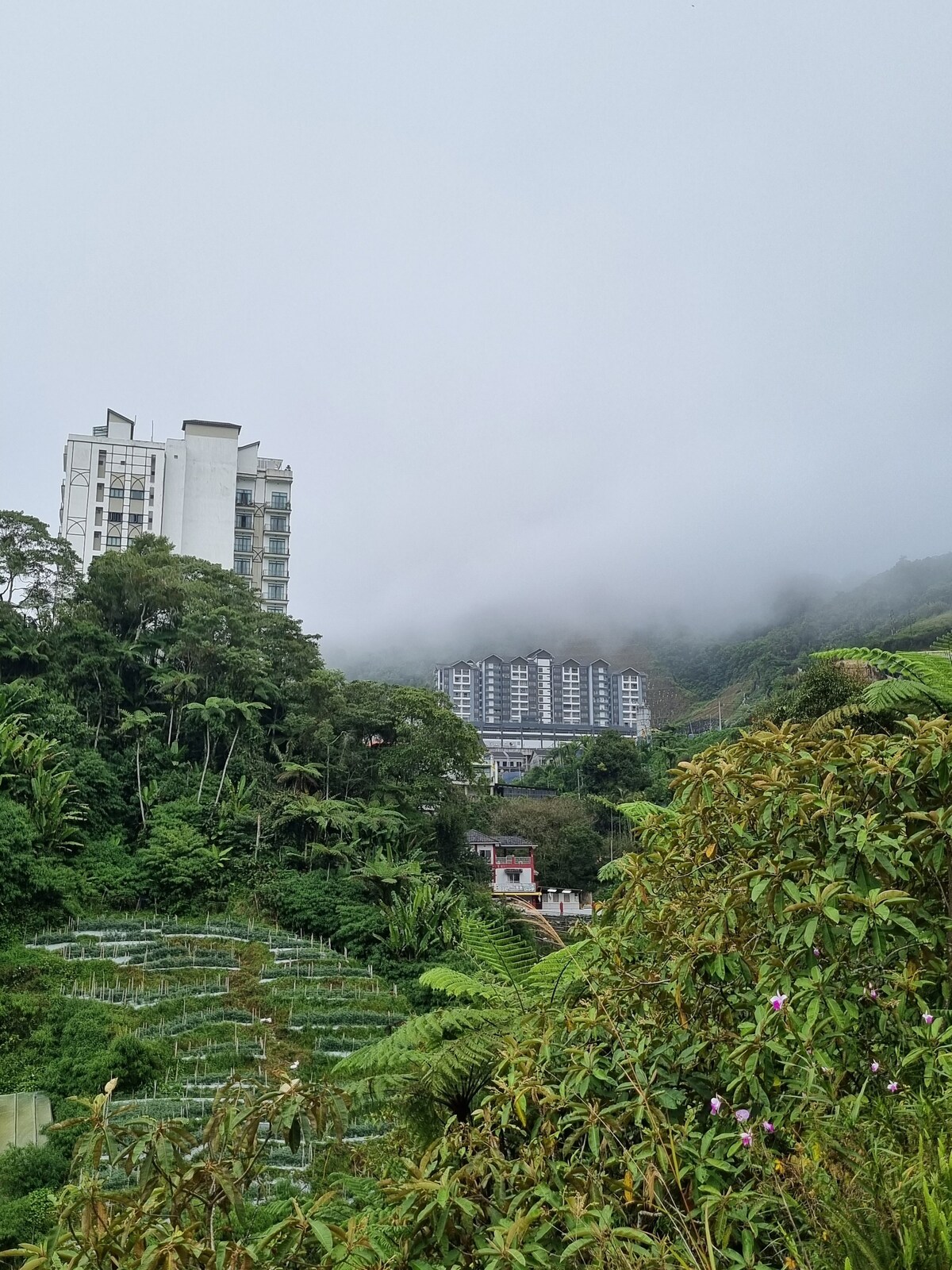 Fog Visible Horizon Homestay 
Cameron Highlands