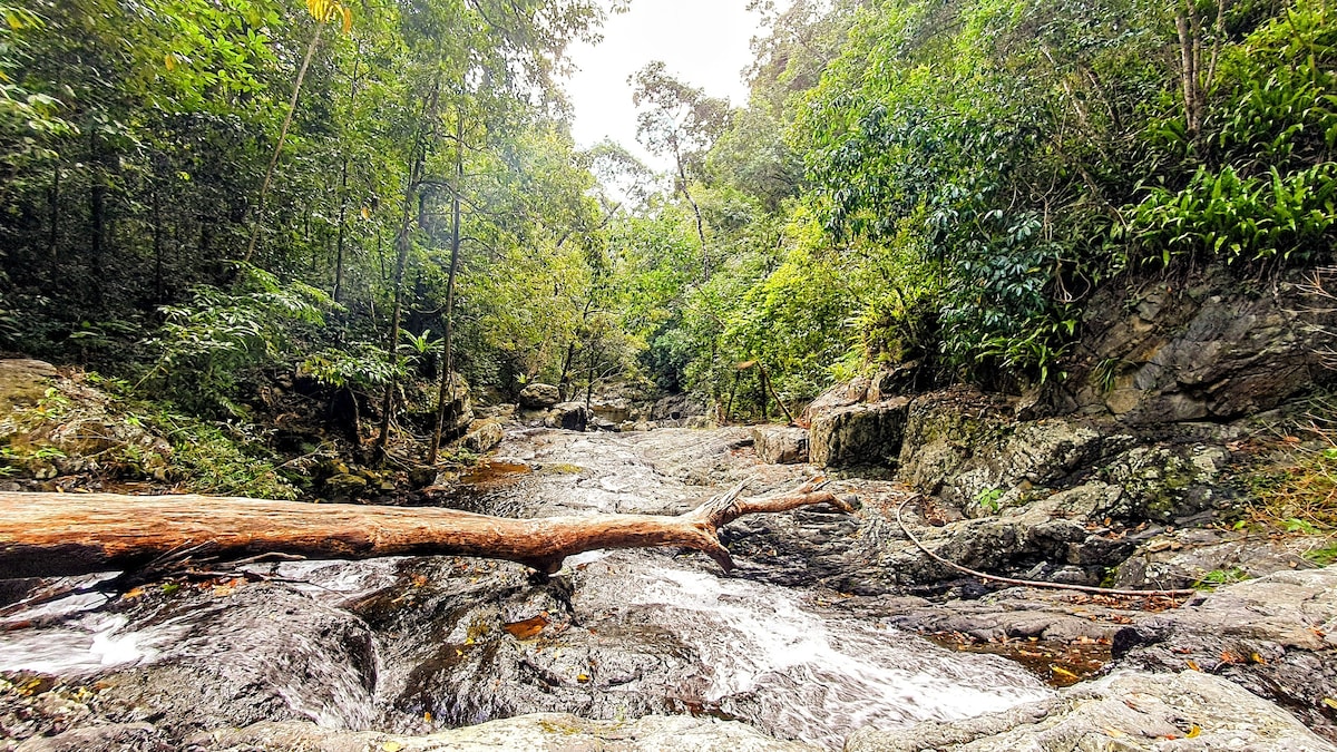 WFH Rainforest Master Room