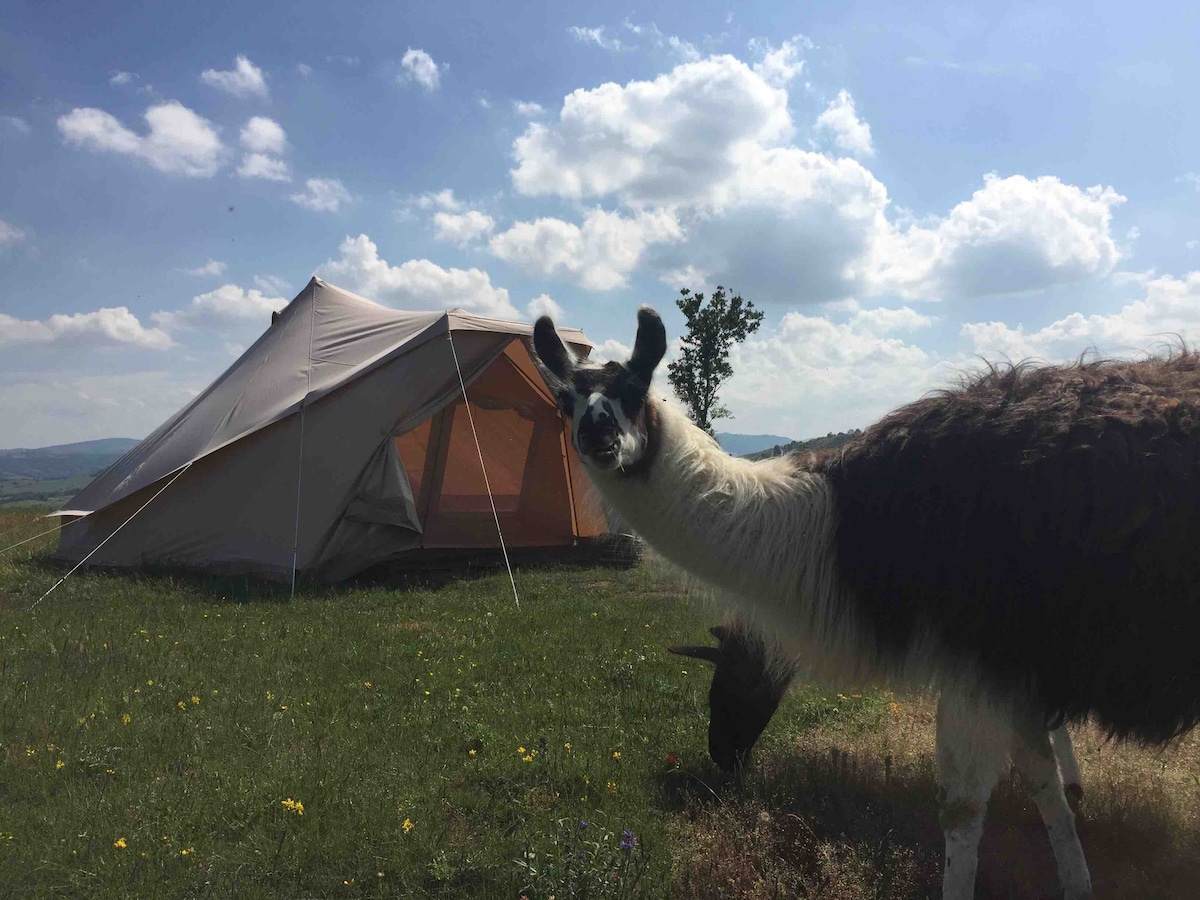 与5只大羊一起体验Bivouac私人体验