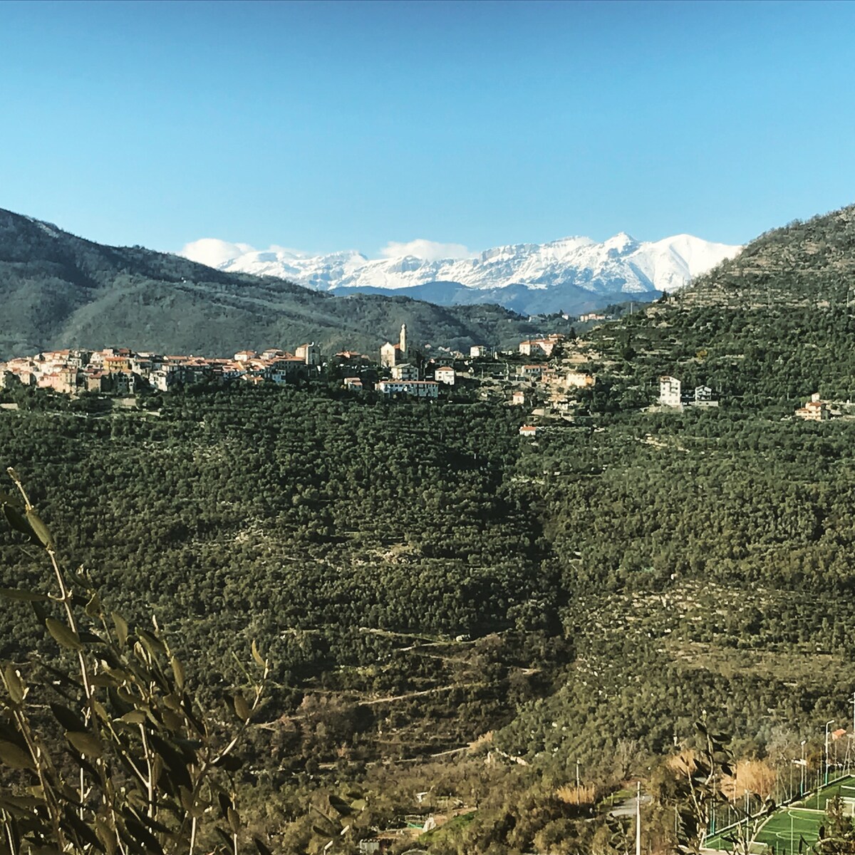 橄榄树林中的全景乡村住宅