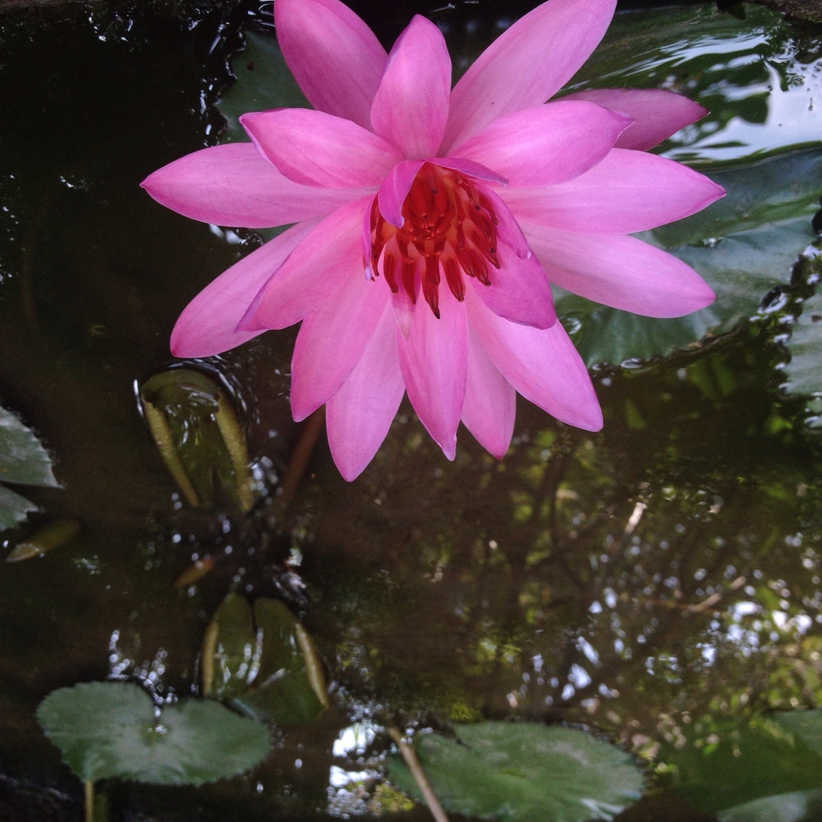 明亮安静的花园景观