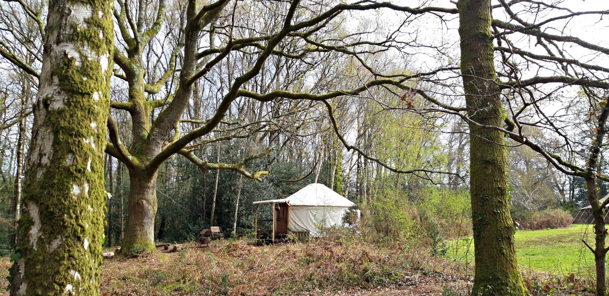 DriftAway Glamping - woodland yurt or safari tent