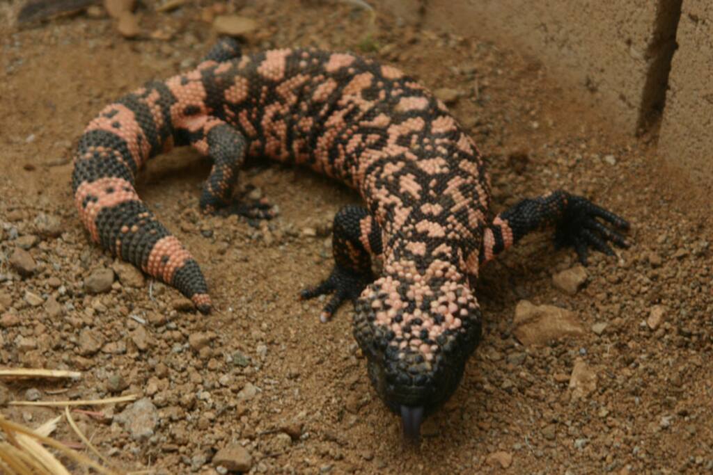 gila monster