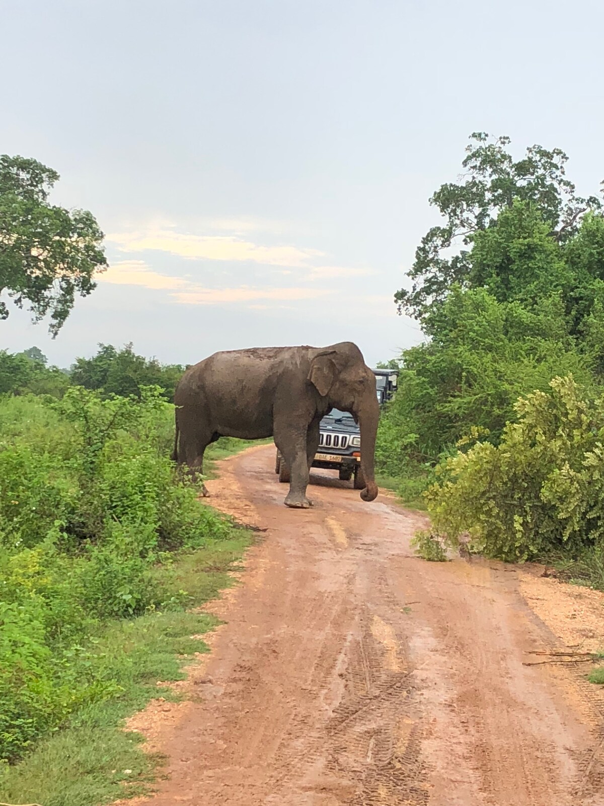 DOUBLE ROOM - BABY ELEPHANT GREEN HOUSE