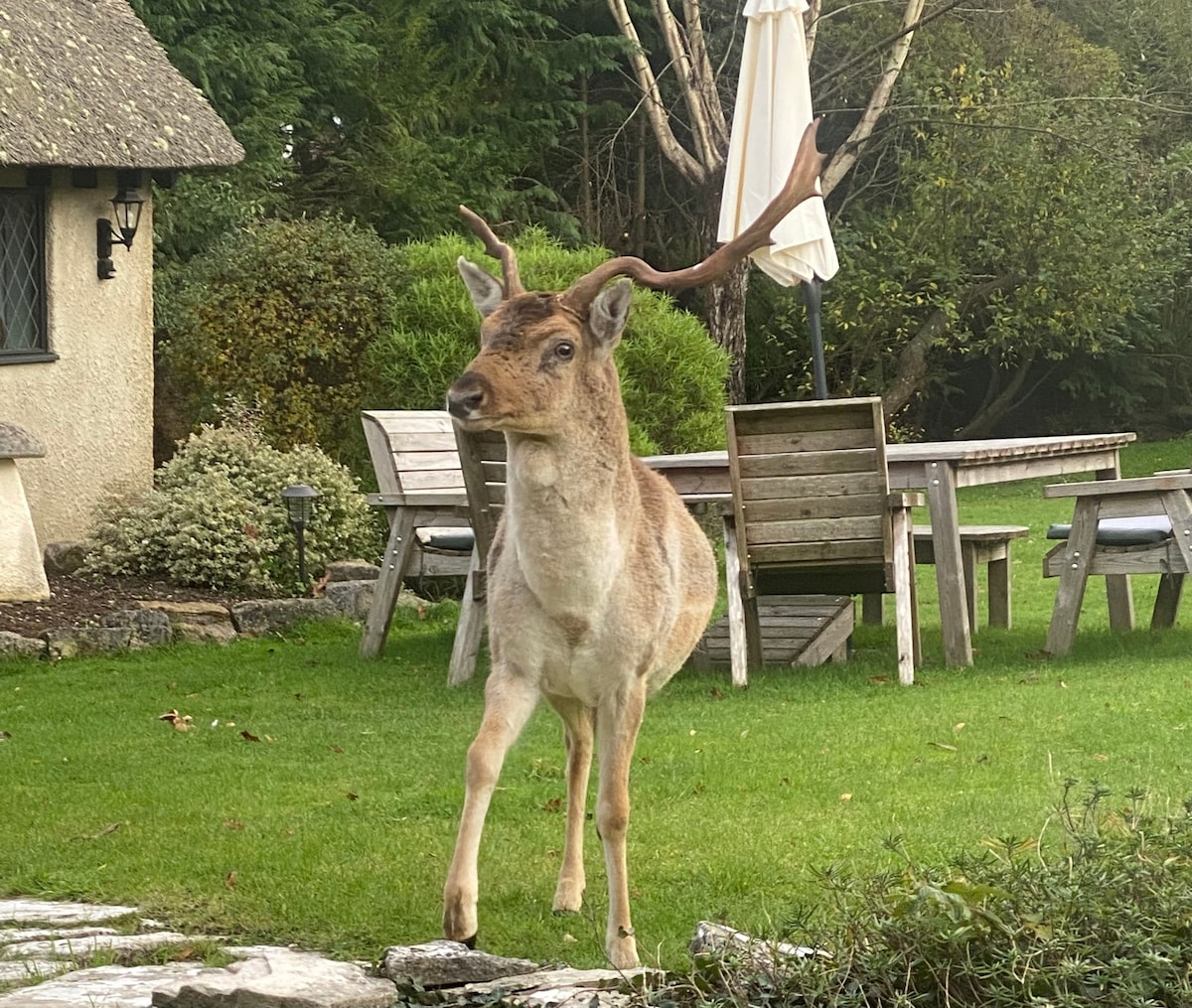 Stag Cottage New Forest Romantic Hideaway