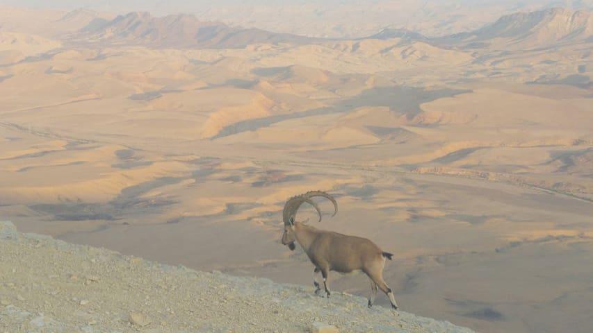 拉蒙大峡谷(Mitzpe Ramon)的民宿