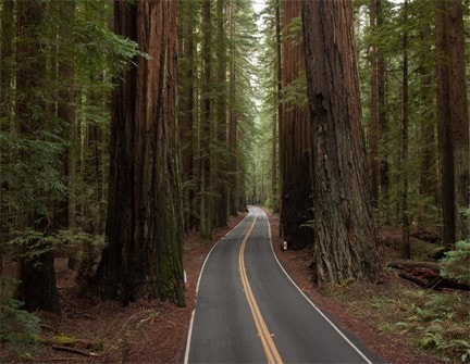 Giant Redwoods ，舒适7号房