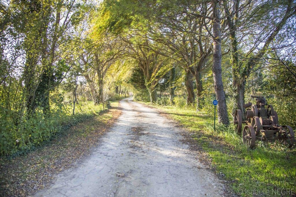 Le Mas de la Pousaraque - Camargue - Gîte Jalous