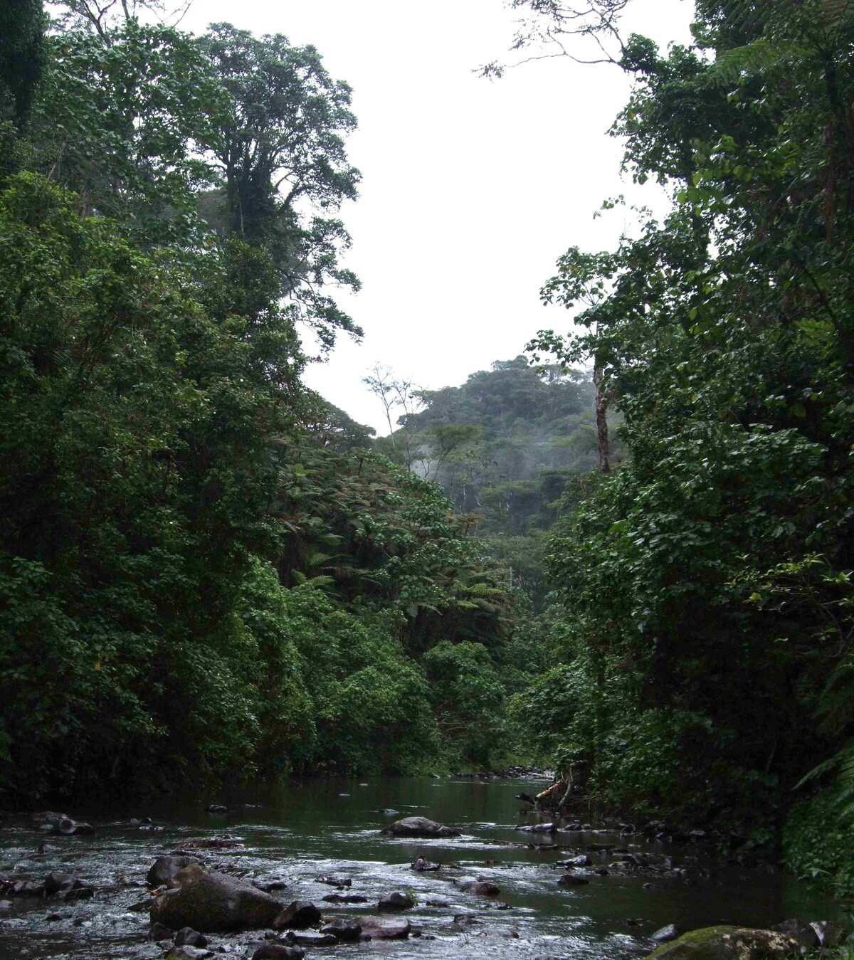 Kimakia Tea Cottages 1, Aberdare Mountain Range