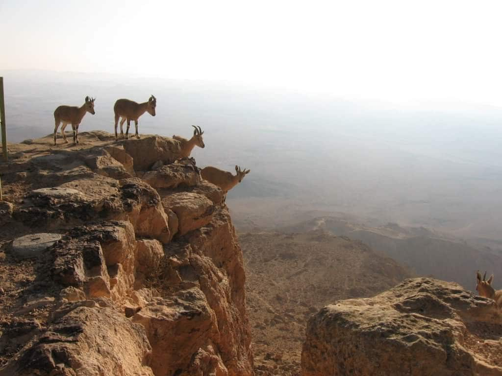 Ein Mor -沙漠景观房源# 1 Mitzpe Ramon