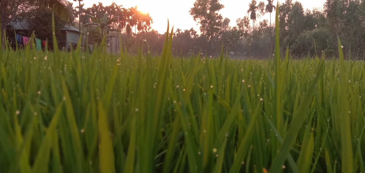 The Rajbari (the hose of Miguel  temple )and most