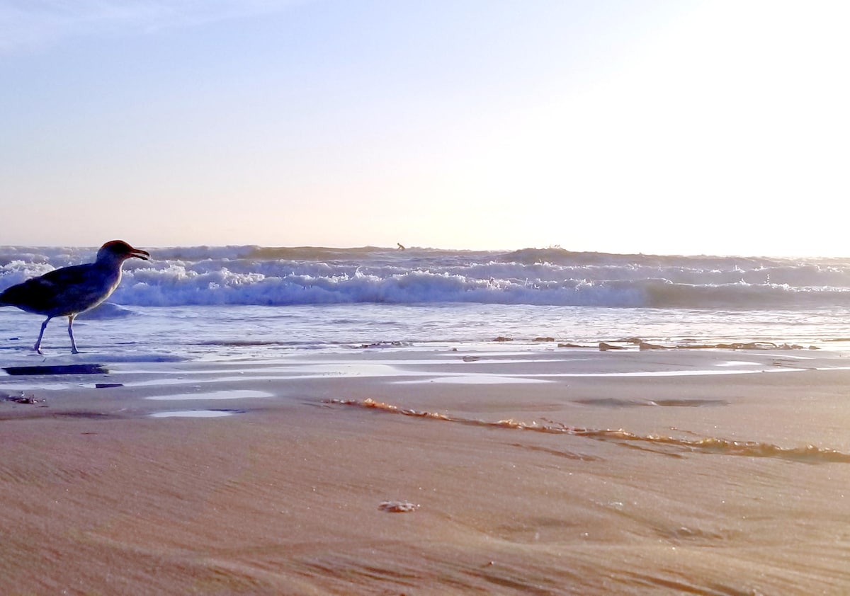 SEA ME & WAVE Pismo Oceano Shell Grover SLO Avila