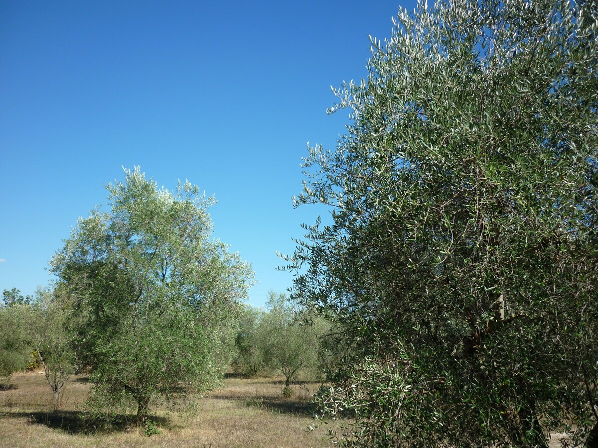 Il Poderetto - Charming house countryside