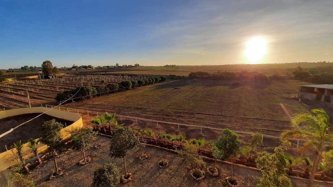 Maison rurale au cœur d'un haras de chevaux arabes