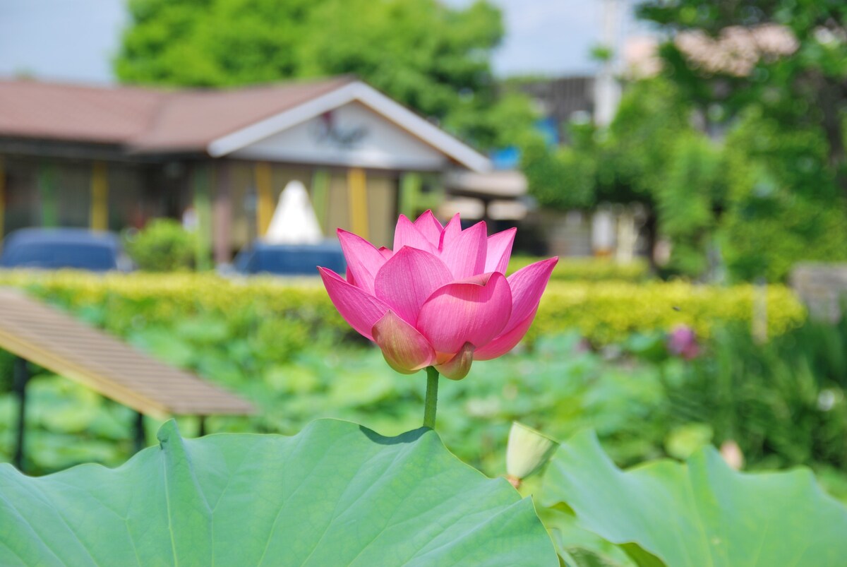 北成庄蓮花荷畔度假民宿夏之舞雙人房