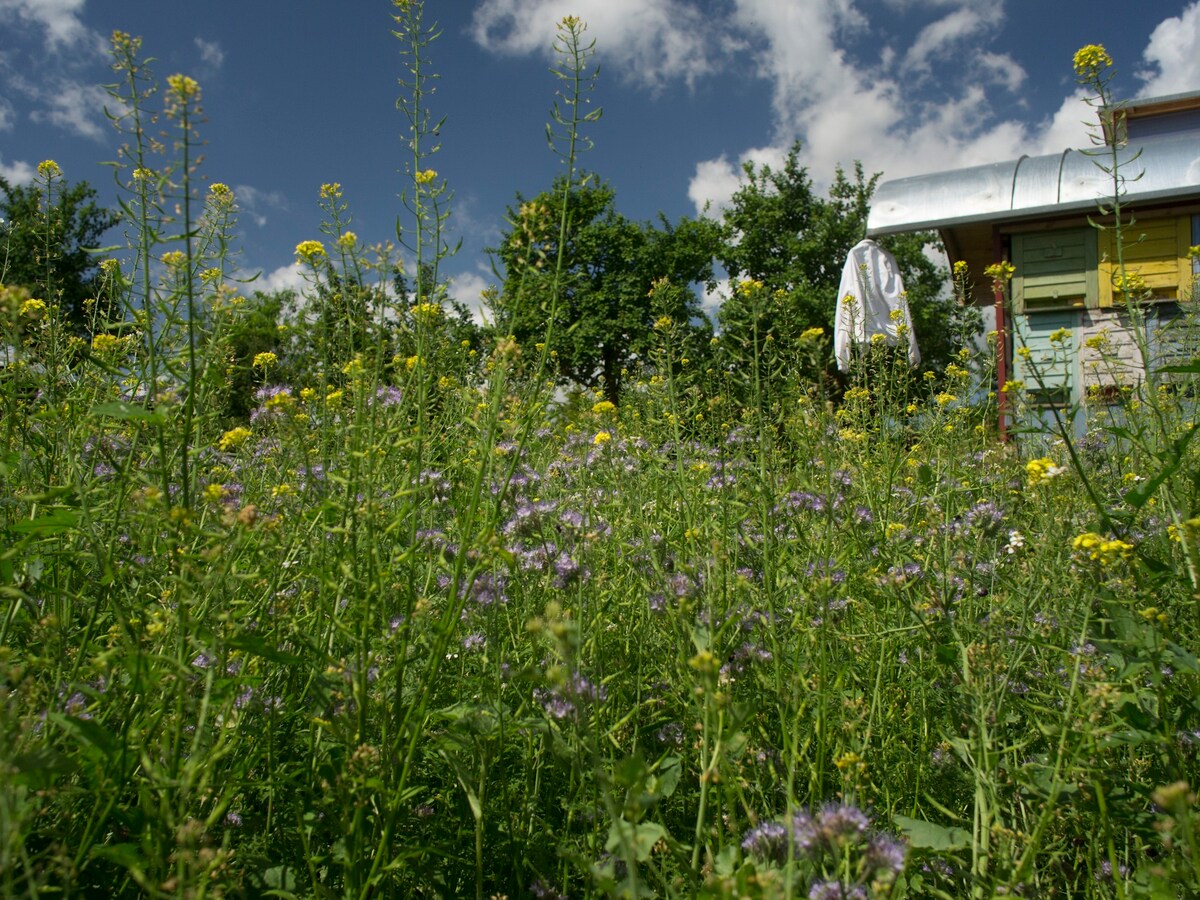 Am Bienengarten