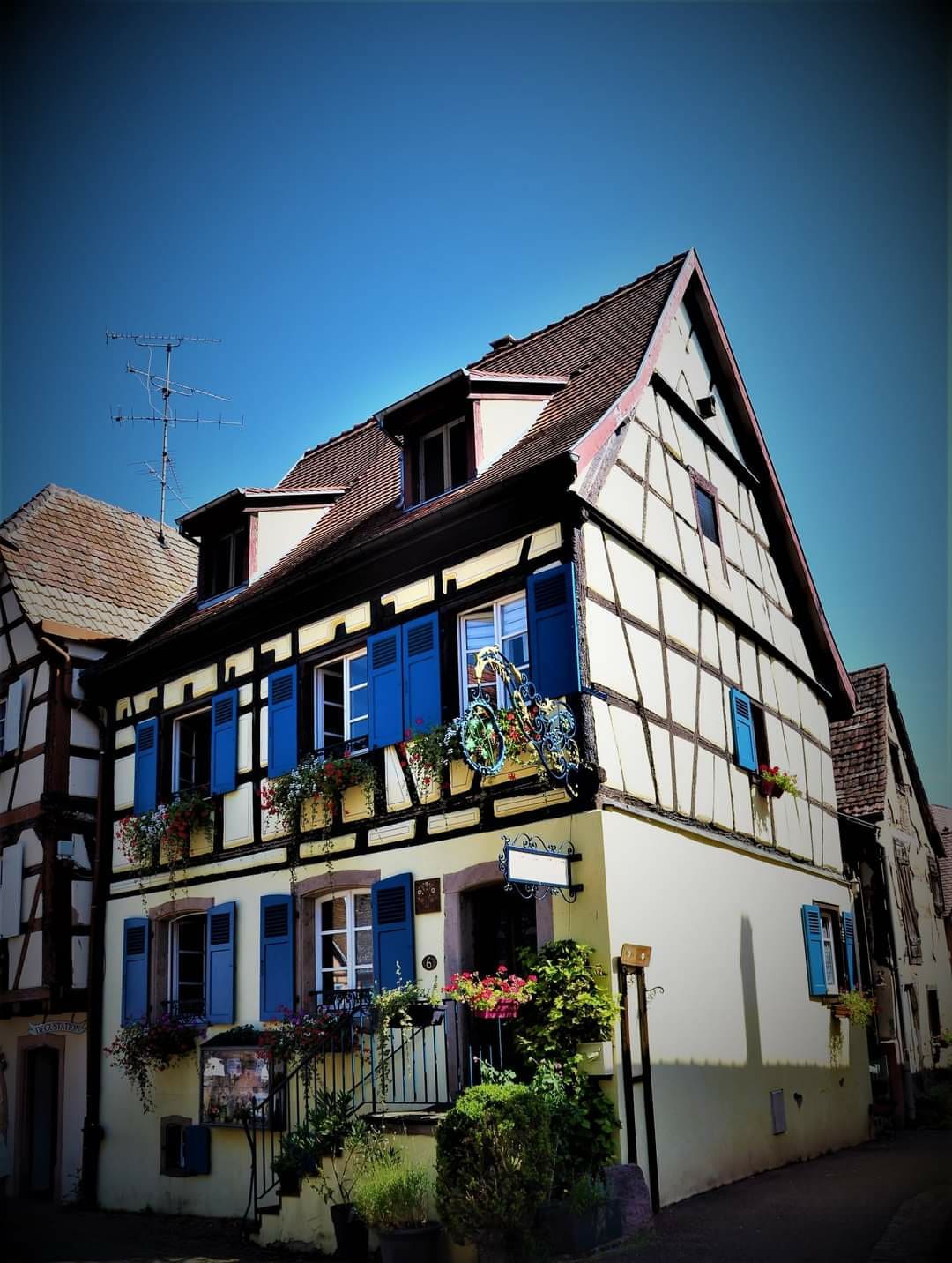 "les vignes d 'EGUISHEIM"