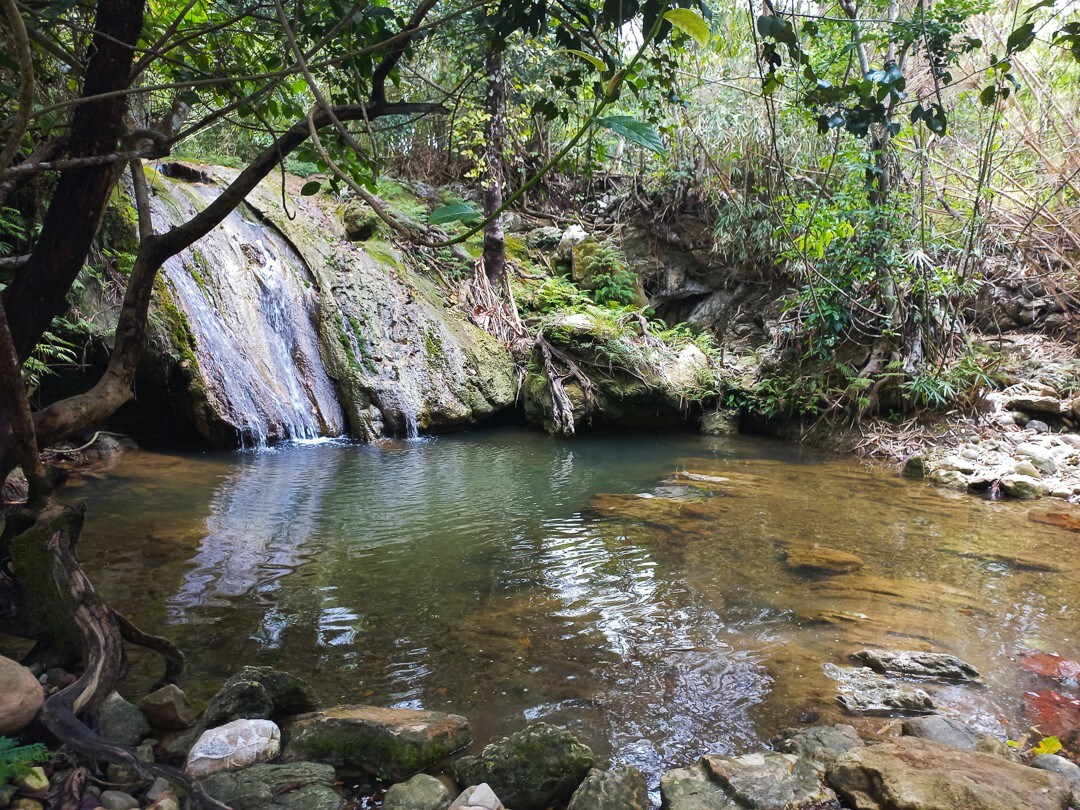 来班竹林