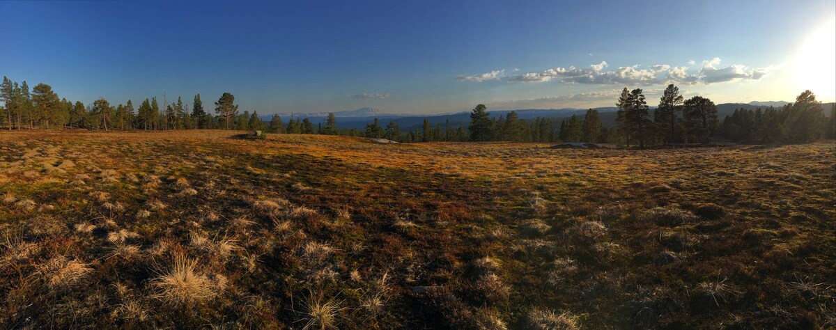 Capercaillie knoll