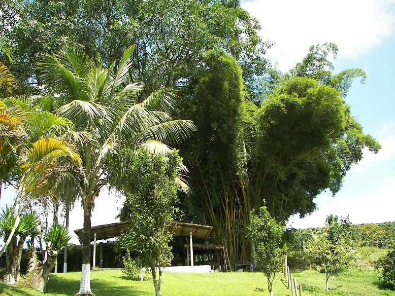 Finca Eje Cafetero ， Manizales