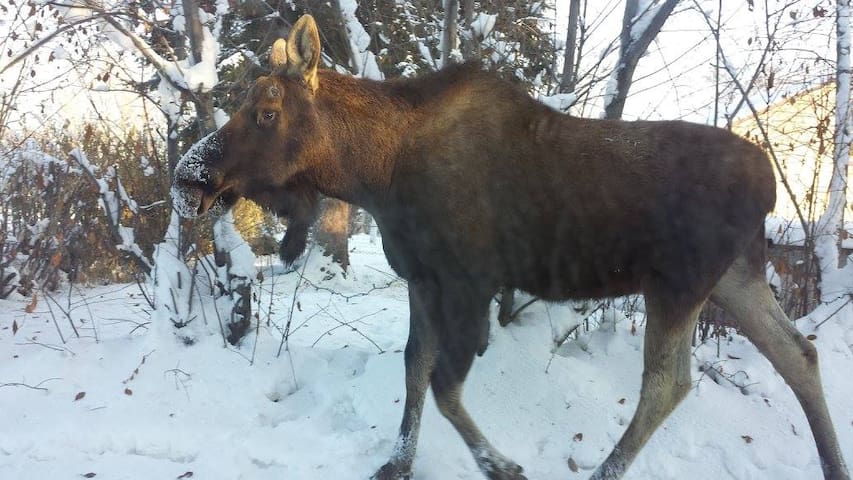 glacier house dorm d prix :178/nuit    commentaires   dtails