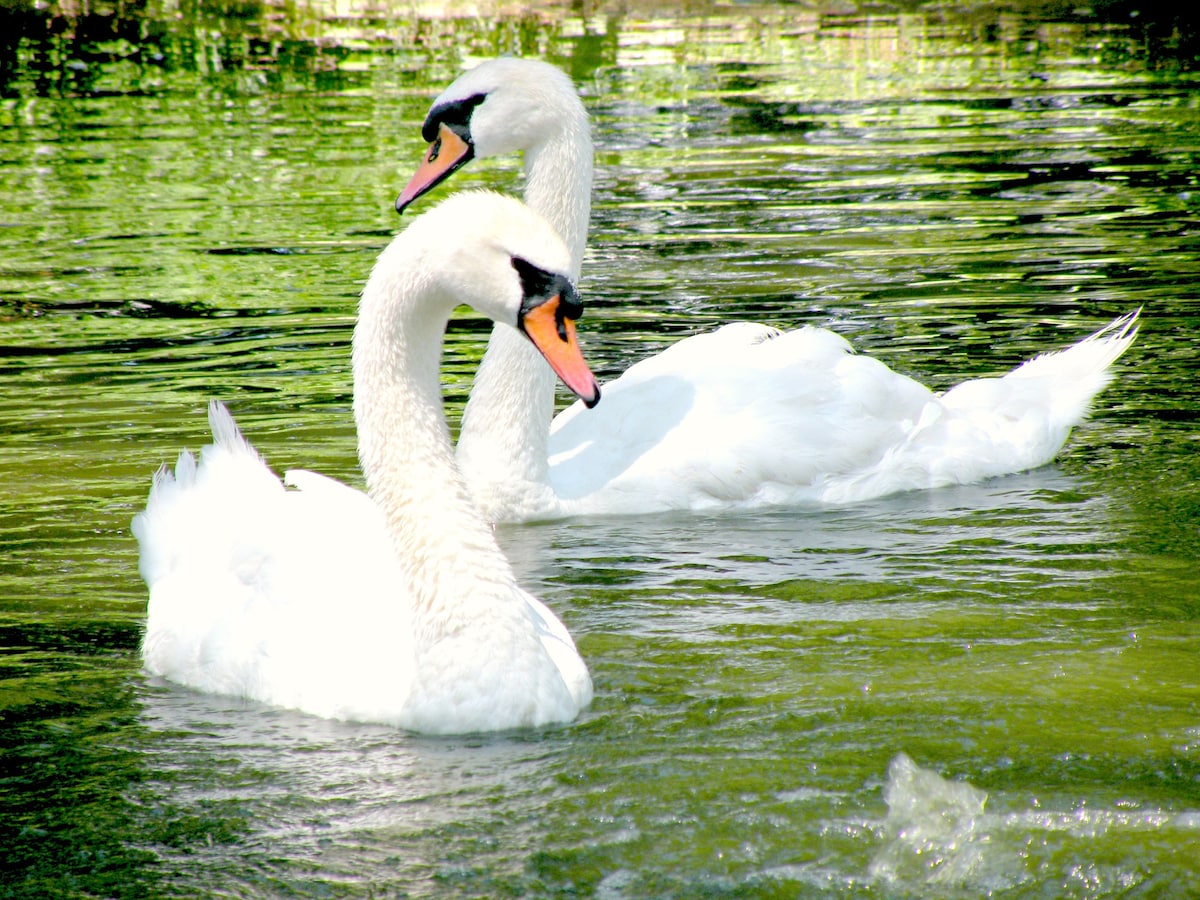 Swan Meadow Cottages Retreat