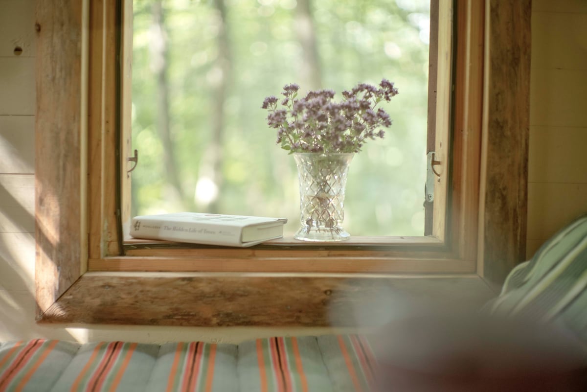 The Beech Tree Cabin