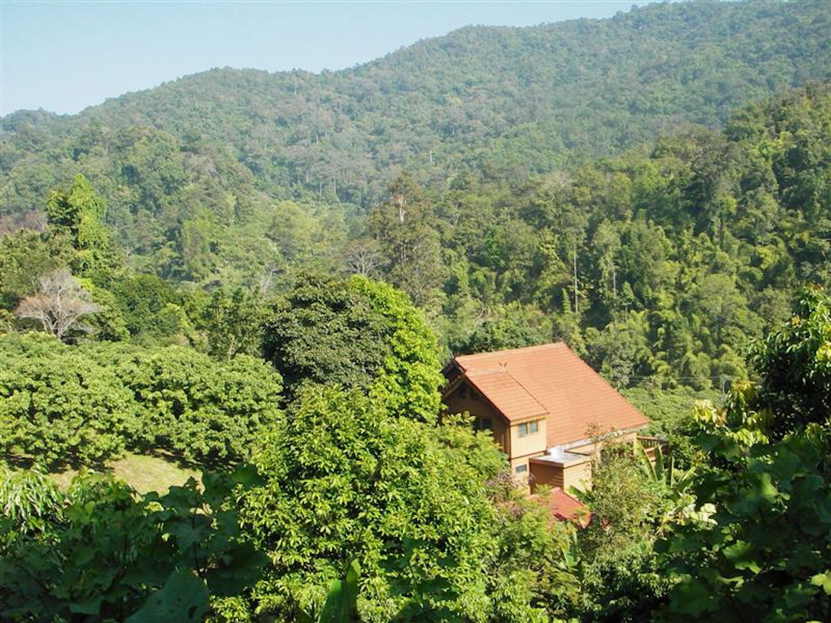 The Lychee Orchard - Jakkaphanpong