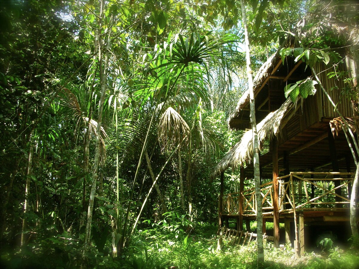 亚马逊自然保护区床和树木