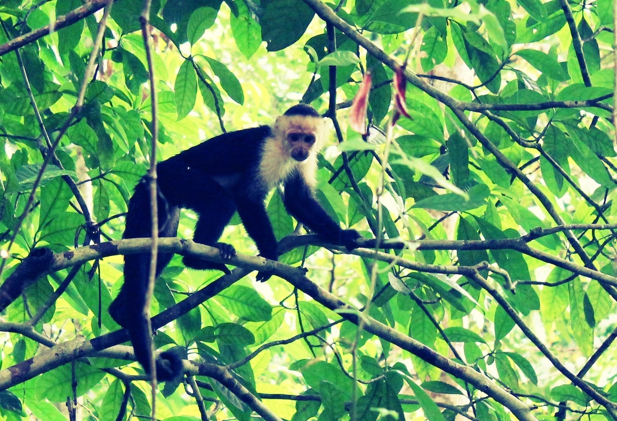 Nature Retreat/Quepos/Manuel Antonio