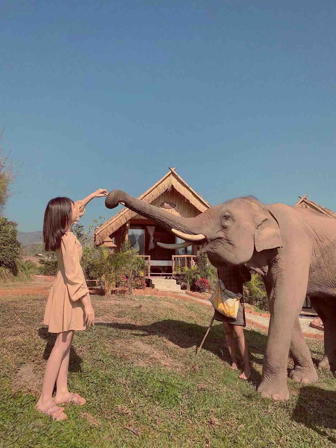 大象民宿四号  Maewang Gold elephant park