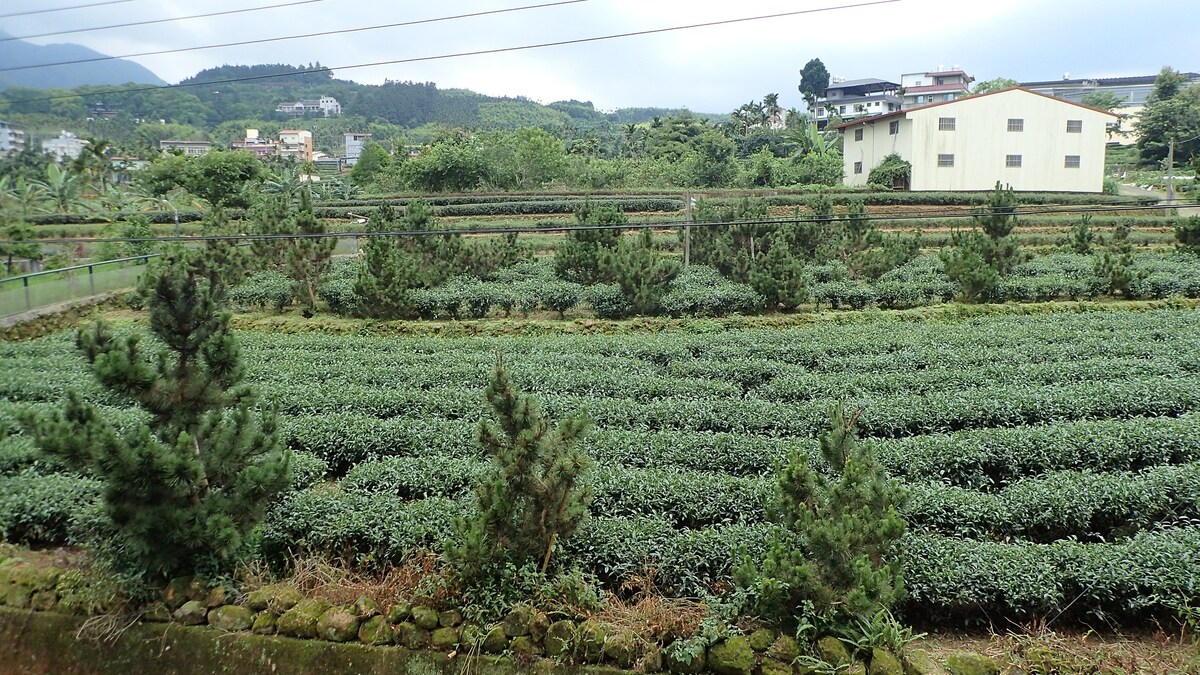 樸宿茶鄉雙人房(雙單床)~來到以產茶而享有盛名的鹿谷鄉,這裡讓您飽覽茶園風光。