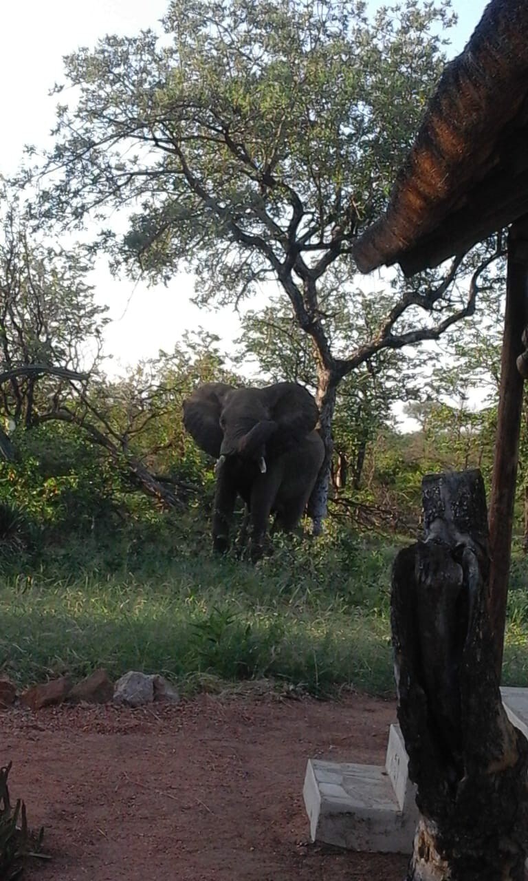 Thula Private Lodge Chalets Elephant