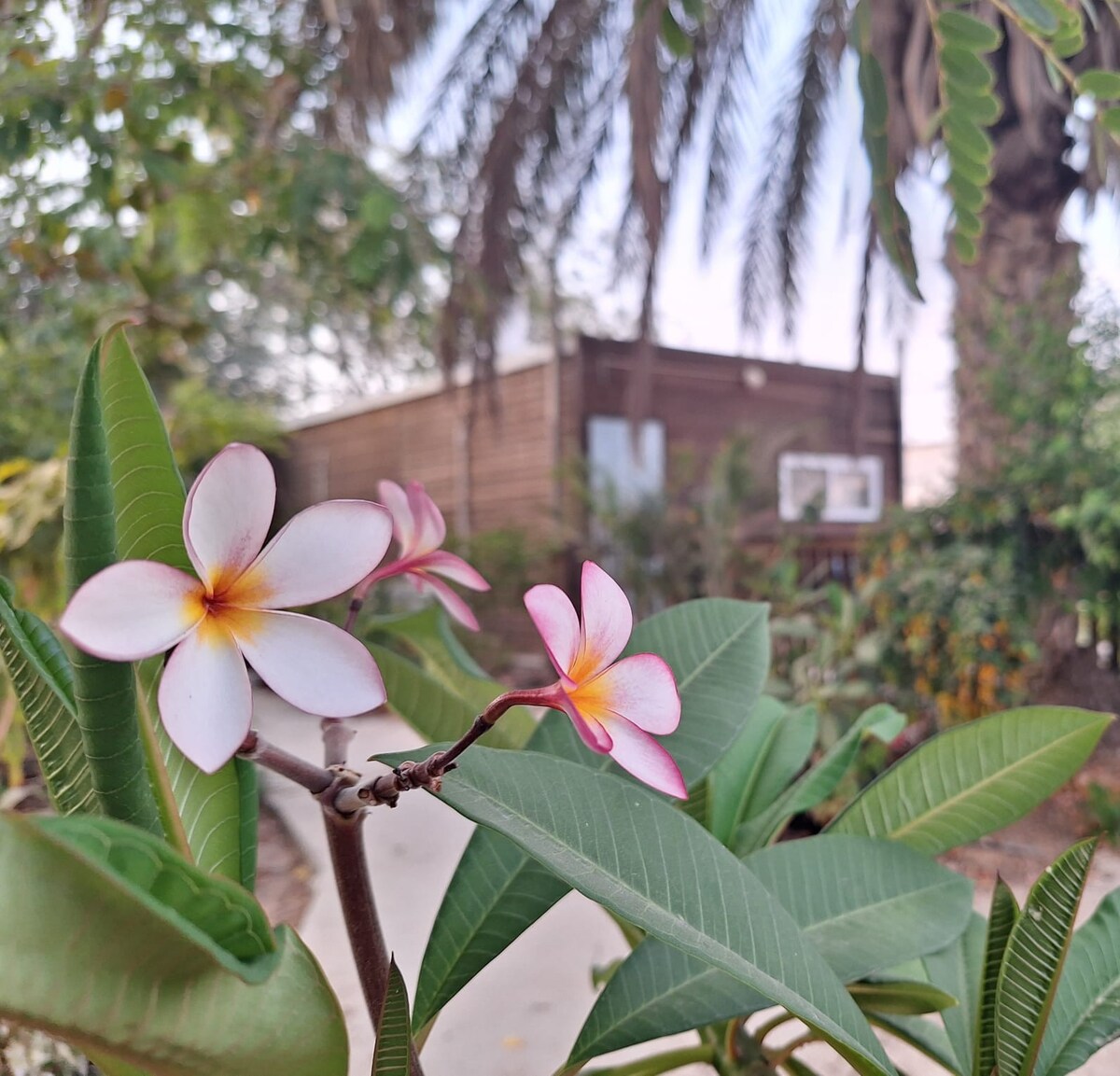 צימר בשביל הפסיפס