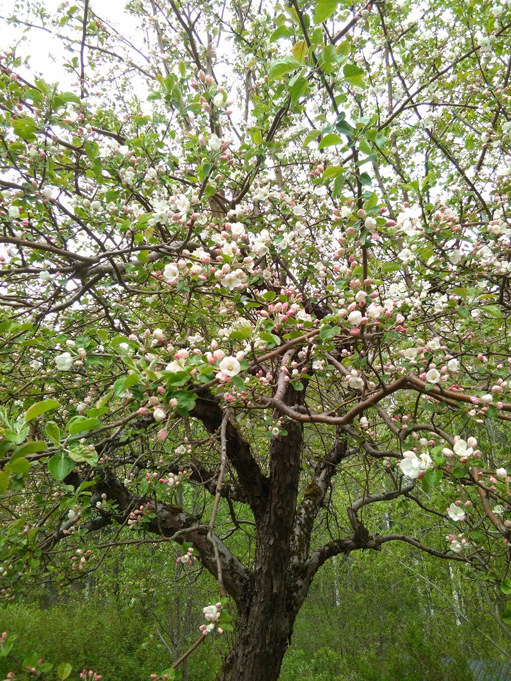 阿维卡（ Arvika ）风景优美的格拉瓦（ Glava ）房屋出租