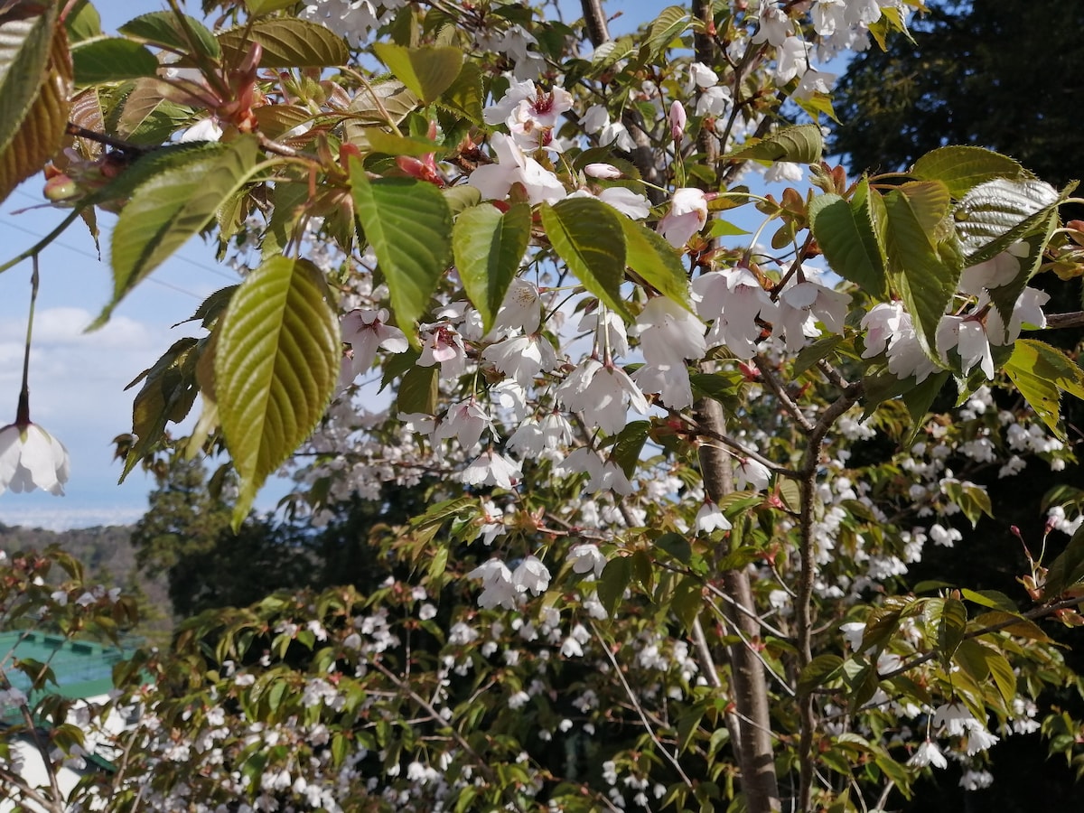 山桜Yamasakura
Yamasakura山桜