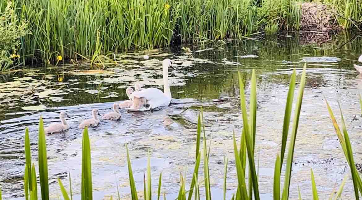 Picturesque Canal Retreat Newport, Shropshire