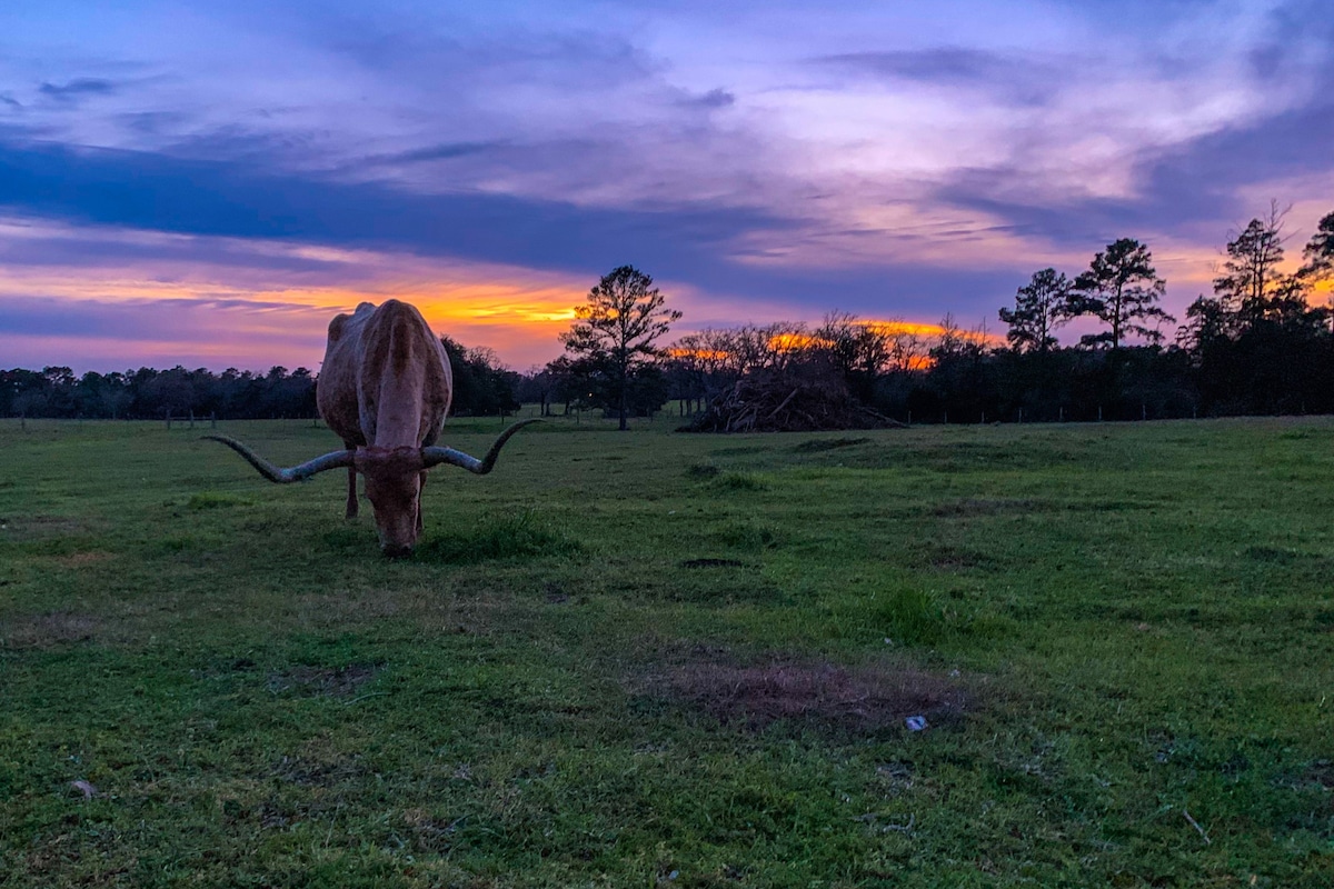 Warda Bluff Creek Ranch - Longhorns and Trails