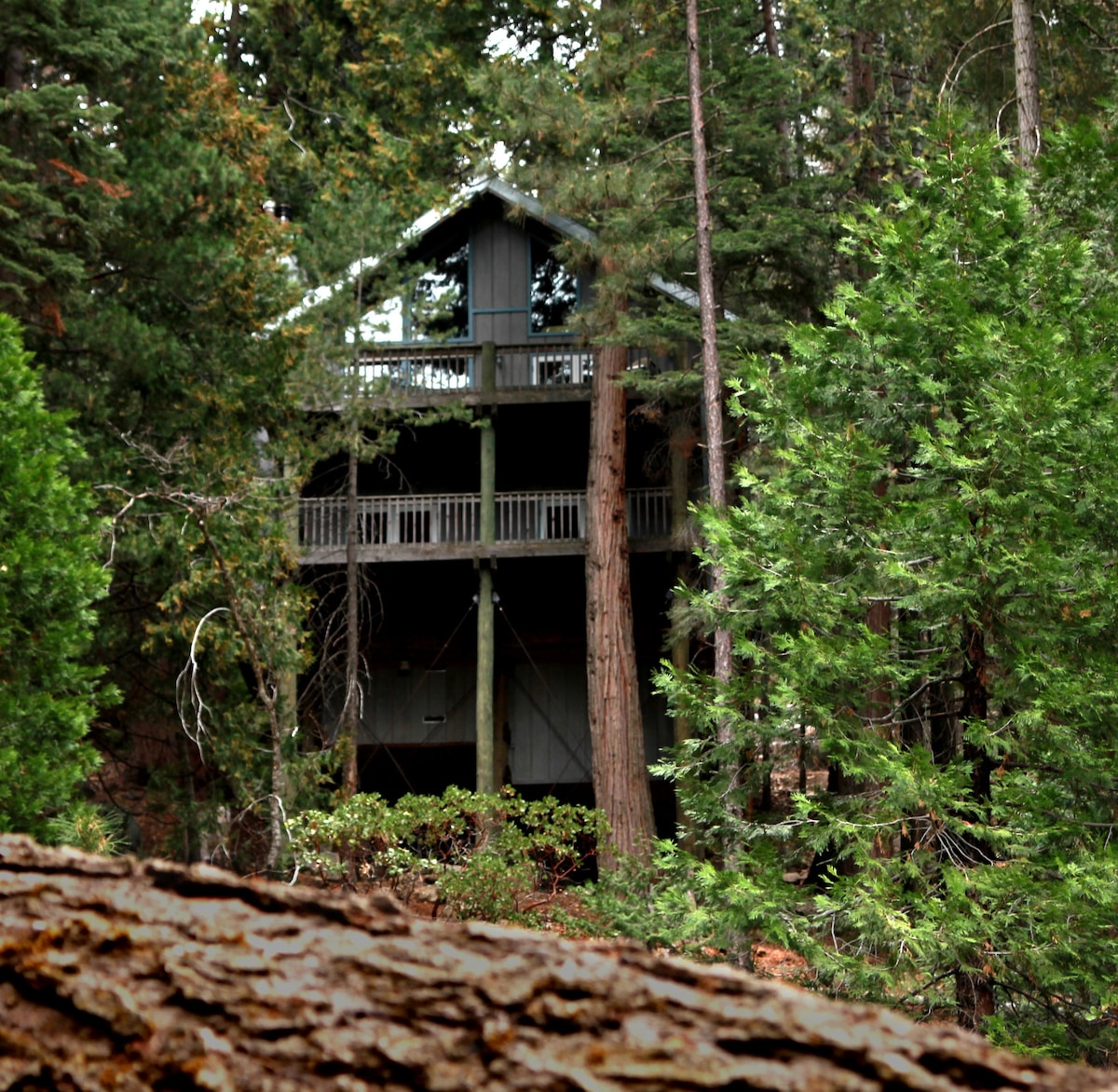Yosemite 's Tree House Lodge