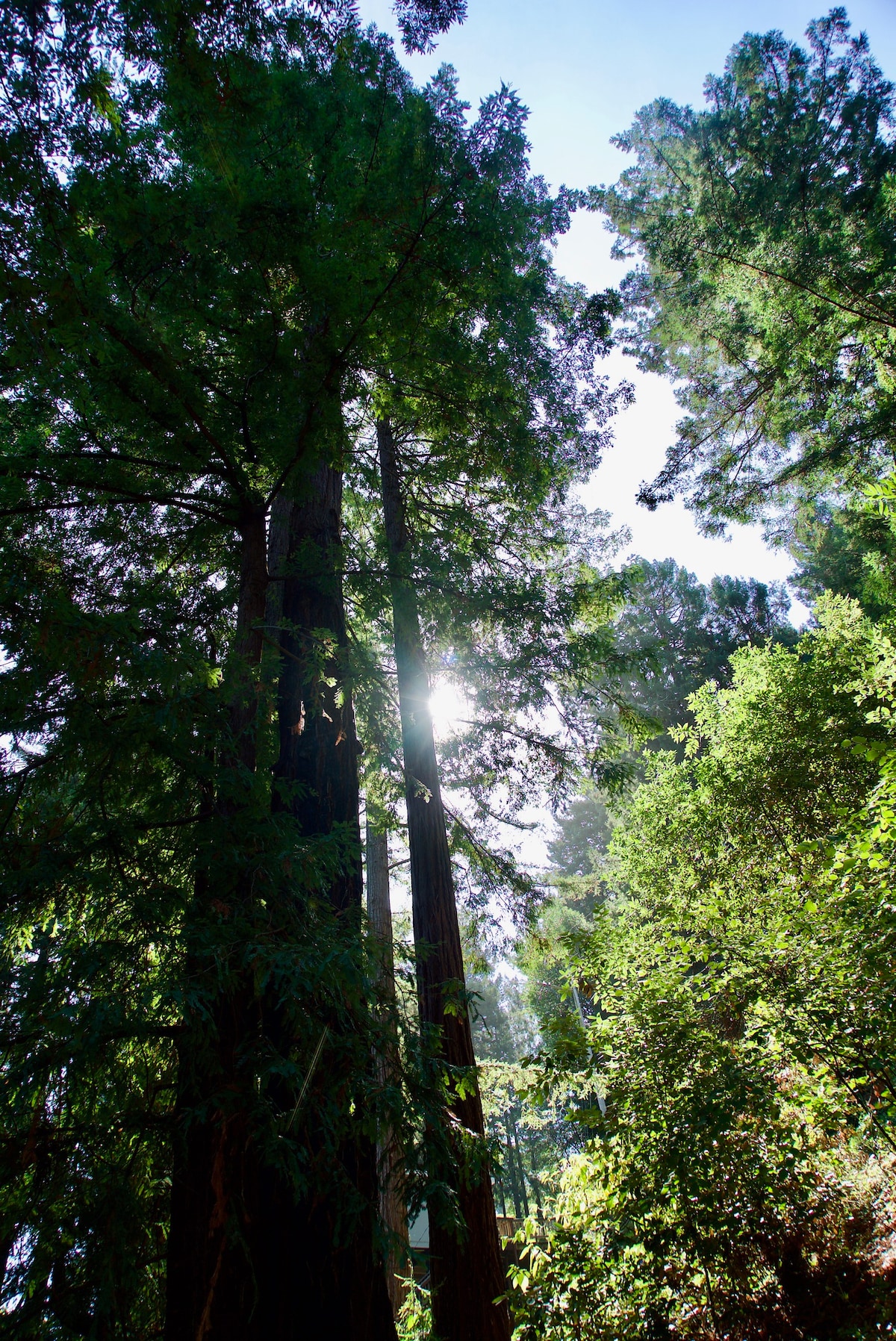 米尔谷（ Mill Valley ）市中心