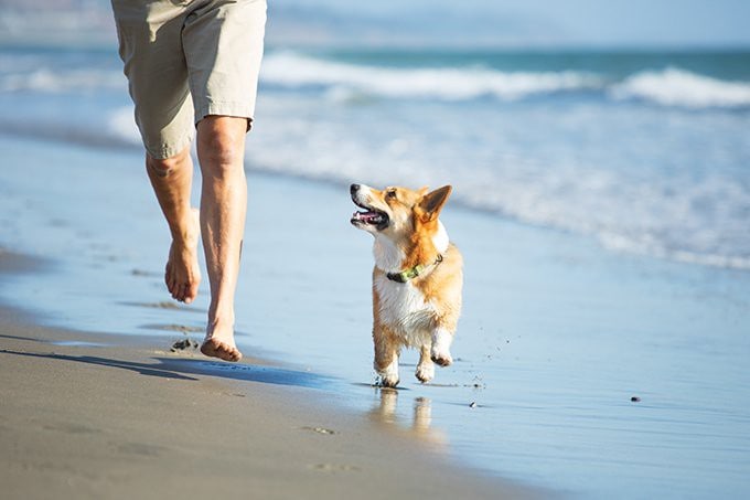 允许携带宠物入住/步行即可到达海滩/加大