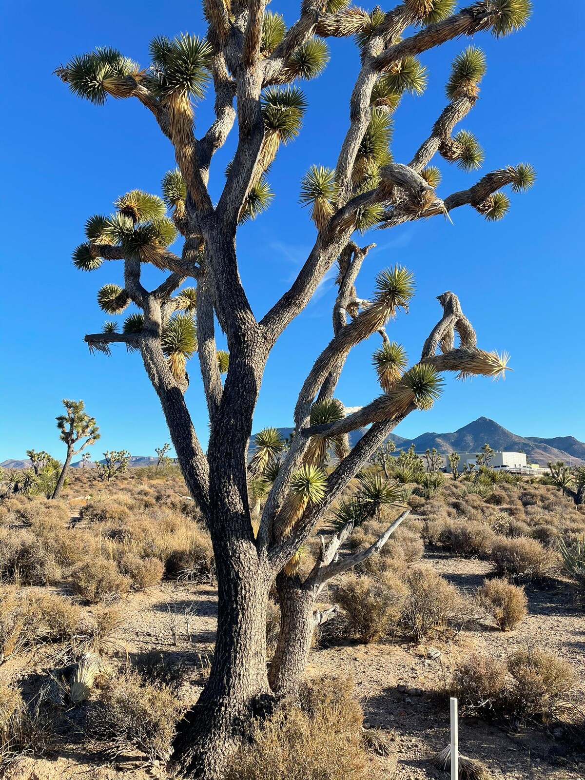 JOSHUA TREE FORREST露营地