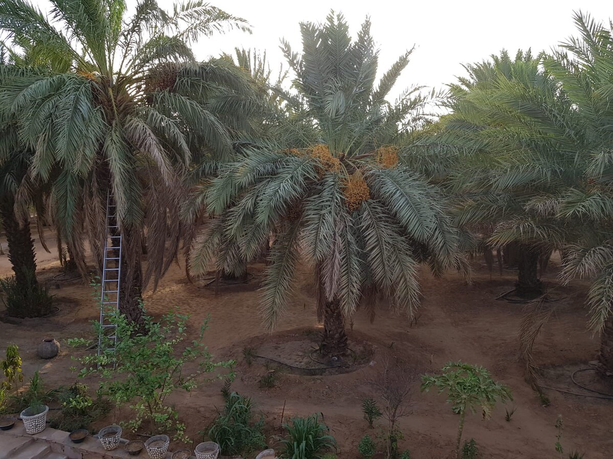 Oasis of Ouadane / Paradis de Ouadane