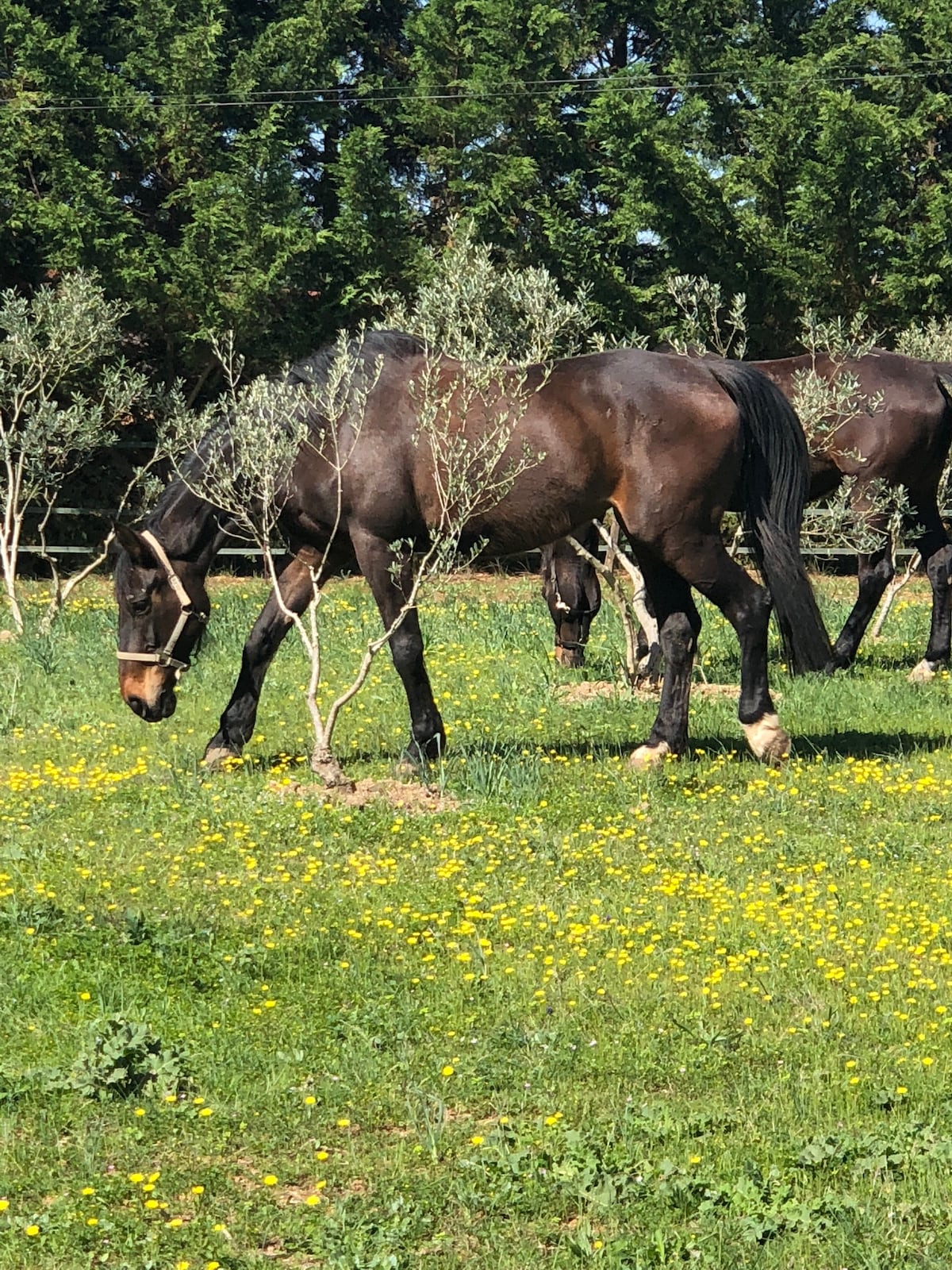 Mobil homme L 'olliveraie au Écuries du Mas Di Gau