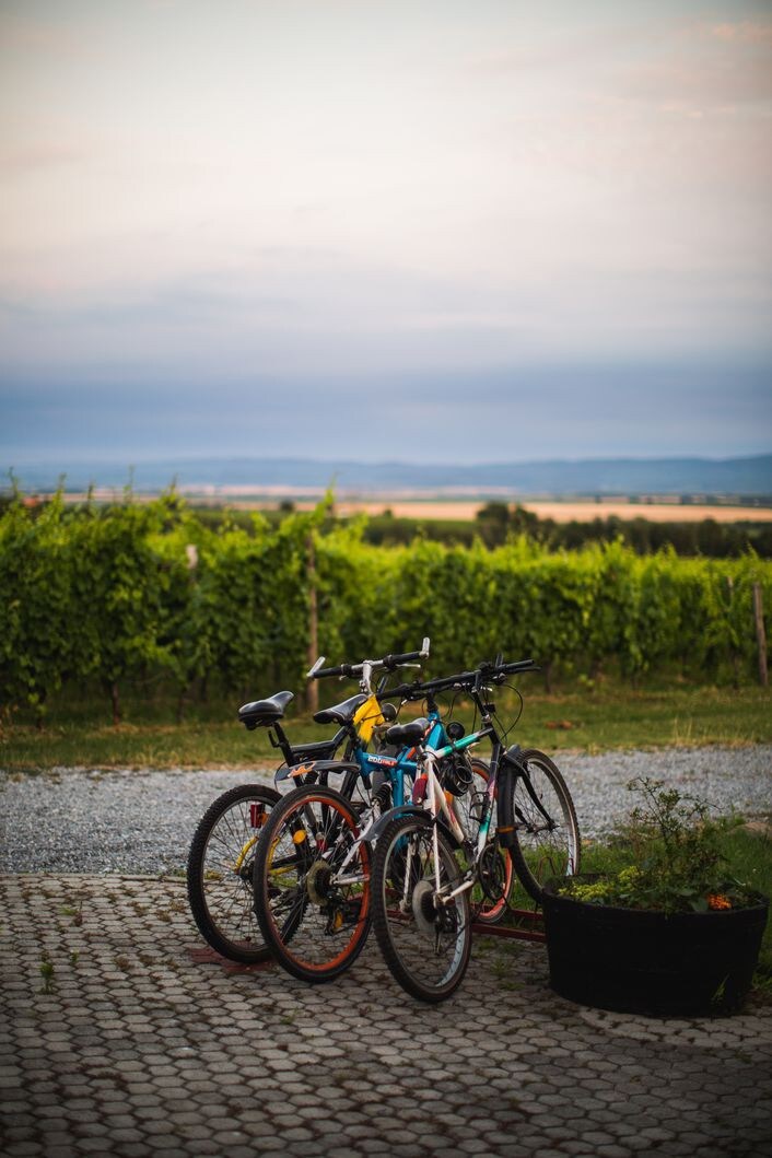 Akademija Graševine-vinska kuća usred vinograda